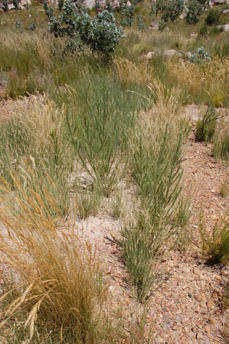 Cederberg Capegorse (Aspalathus decora)
