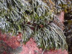 Pelvetia canaliculata