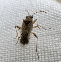 Nysius