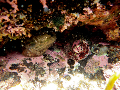 Lunella torquata