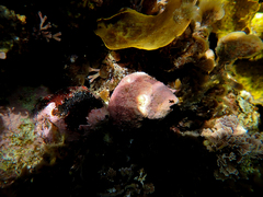 Astralium tentoriiforme