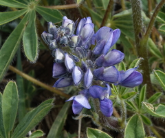 Lupinus caudatus