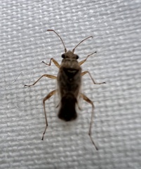 Nysius