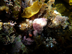 Astralium tentoriiforme