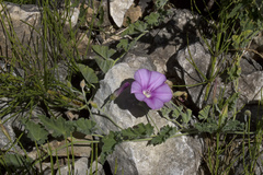 Convolvulus galaticus