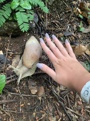 Megalobulimus