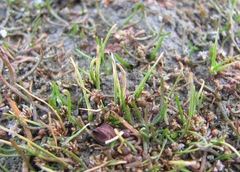 Isolepis basilaris