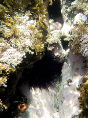 Centrostephanus rodgersii