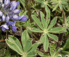 Lupinus caudatus