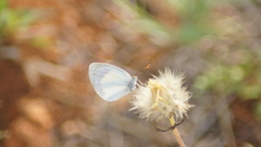 Eurema elathea