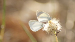 Eurema elathea