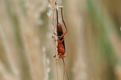 Lissopimpla