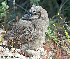 Bubo virginianus magellanicus