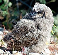 Bubo virginianus magellanicus