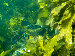 Aplodactylus lophodon