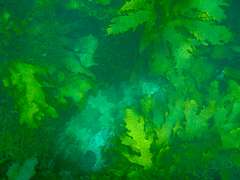 Orectolobus maculatus