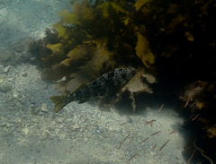 Aplodactylus lophodon