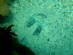 Trygonoptera testacea