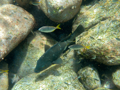 Atypichthys strigatus
