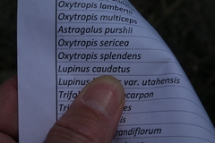 Lupinus caudatus