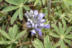 Lupinus caudatus