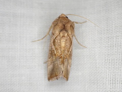 Chrysodeixis subsidens