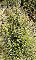 Atkinsonia ligustrina