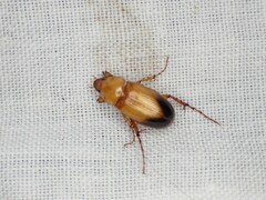 Phyllotocus macleayi