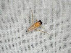Anisops
