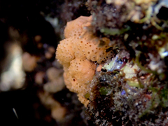 Distaplia occidentalis