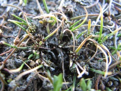 Isolepis basilaris