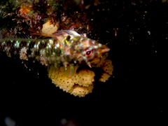 Distaplia occidentalis