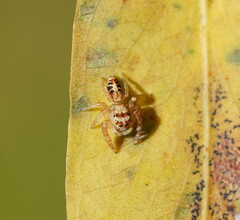 Opisthoncus sexmaculatus