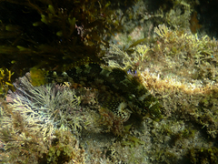 Chironemus marmoratus