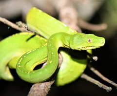 Morelia viridis