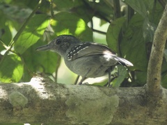 Thamnophilus atrinucha