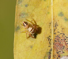 Opisthoncus sexmaculatus