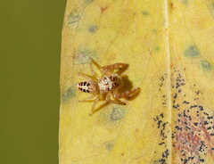 Opisthoncus sexmaculatus