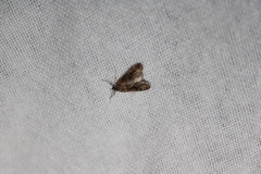 Hygraula nitens
