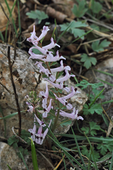 Corydalis