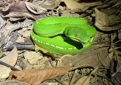 Morelia viridis