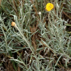 Coronidium gunnianum