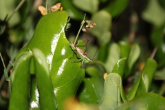 Conocephalus bilineatus