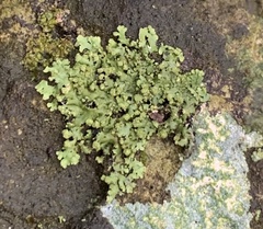 Phaeophyscia pusilloides