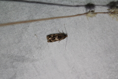 Barea exarcha