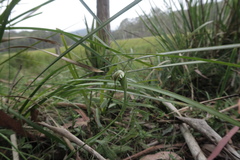 Pterostylis decurva