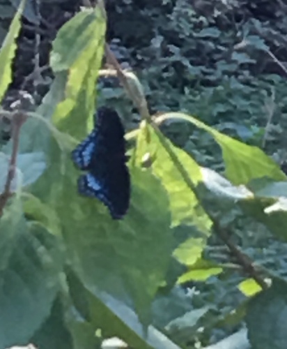 Limenitis arthemis image