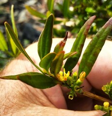 Atkinsonia ligustrina