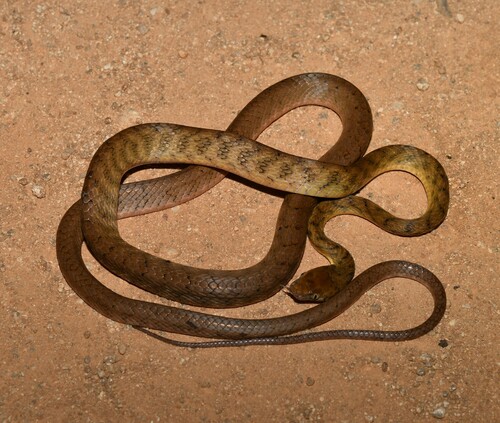 Brown Tree Snake sighting