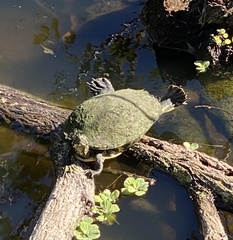 Pseudemys peninsularis